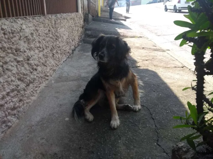 Cachorro ra a Vira lata idade 3 anos nome Não tem nome