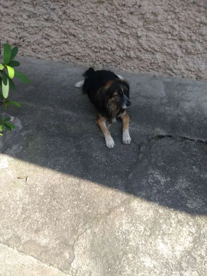 Cachorro ra a Vira lata idade 3 anos nome Não tem nome