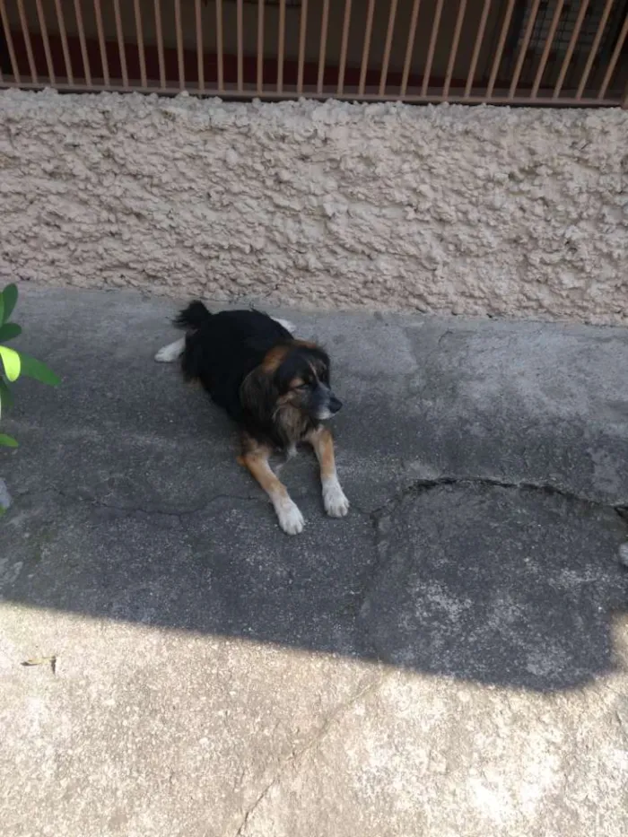 Cachorro ra a Vira lata idade 3 anos nome Não tem nome