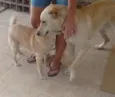 Cachorra abandonada