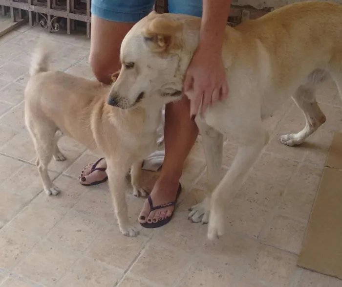 Cachorro ra a Sem raça definida idade 2 anos nome Cachorra abandonada