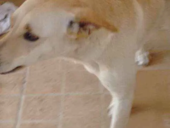 Cachorro ra a Sem raça definida idade 2 anos nome Cachorra abandonada