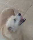 Cachorra abandonada