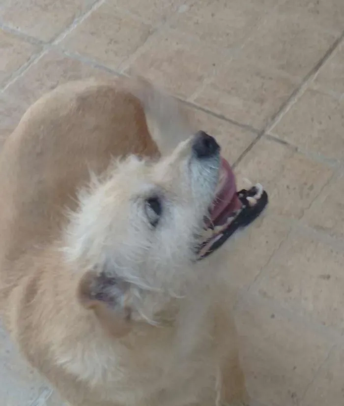 Cachorro ra a Sem raça definida idade 2 anos nome Cachorra abandonada