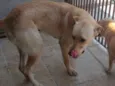 Cachorra abandonada