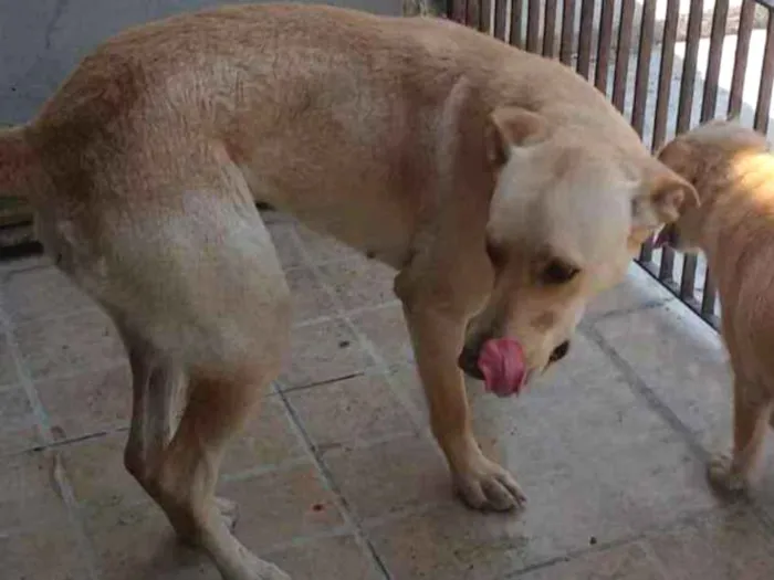 Cachorro ra a Sem raça definida idade 2 anos nome Cachorra abandonada