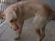 Cachorra abandonada