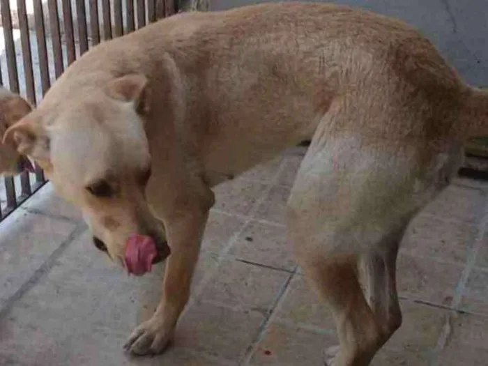 Cachorro ra a Sem raça definida idade 2 anos nome Cachorra abandonada