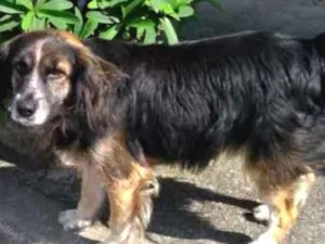 Cachorro raça Vira lata idade 3 anos nome Não tem nome