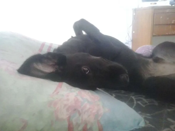 Cachorro raça Vilata e labrador idade 7 a 11 meses nome Bob