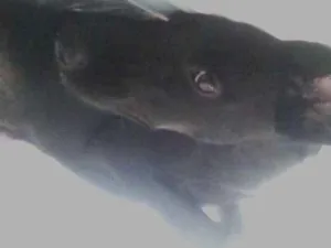 Cachorro raça Vilata e labrador idade 7 a 11 meses nome Bob