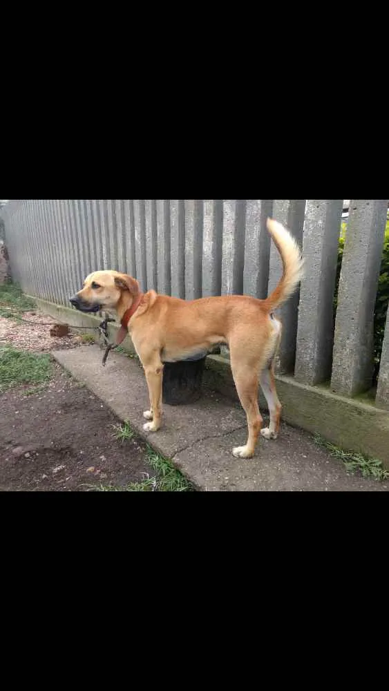 Cachorro ra a Vira lata idade 3 anos nome Café