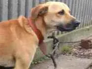 Cachorro raça Vira lata idade 3 anos nome Café