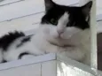 Pupi