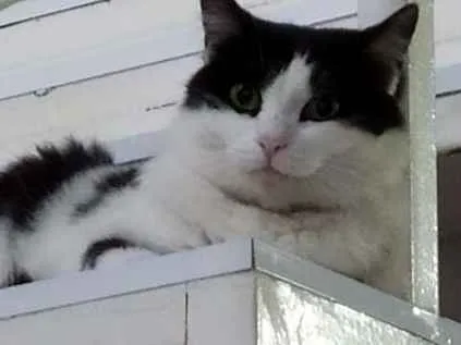Cachorro ra a Feajolinha idade 1 ano nome Pupi
