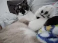 Tom
