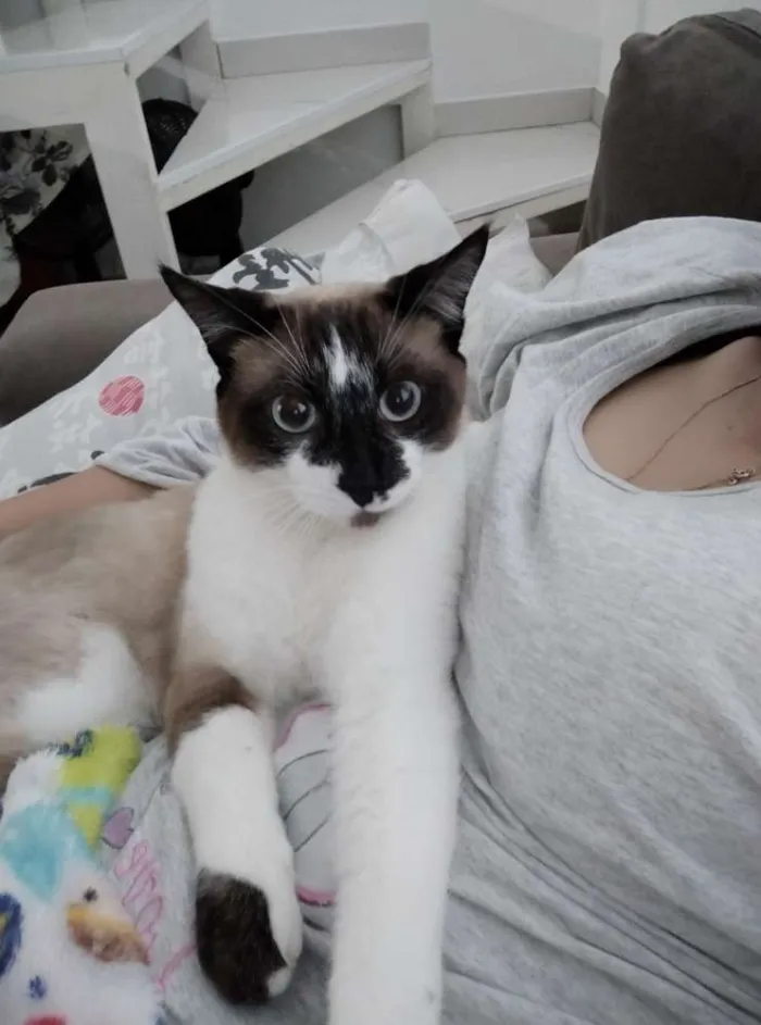 Cachorro ra a Mestiço siamês  idade 1 ano nome Tom