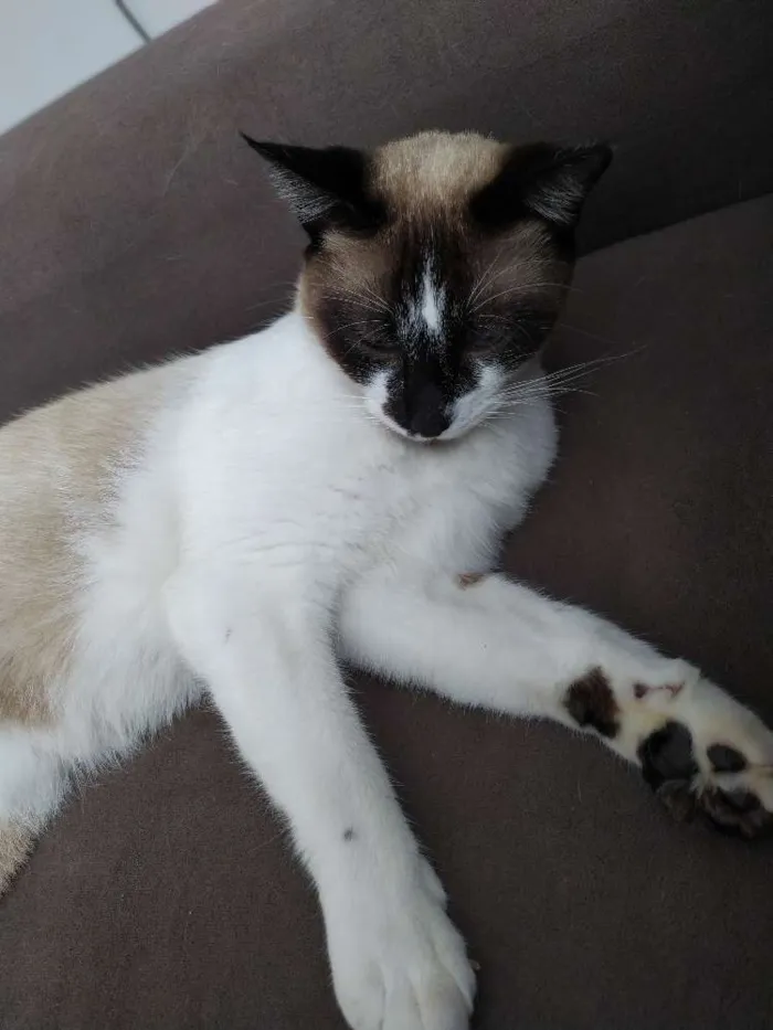 Cachorro ra a Mestiço siamês  idade 1 ano nome Tom