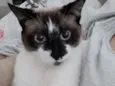 Tom