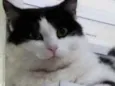 Pupi