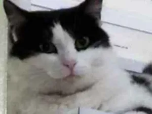 Cachorro raça Feajolinha idade 1 ano nome Pupi