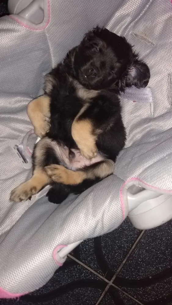 Cachorro ra a Mini cocker misturado com shih idade 2 a 6 meses nome Scooby