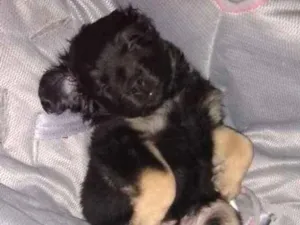 Cachorro raça Mini cocker misturado com shih idade 2 a 6 meses nome Scooby