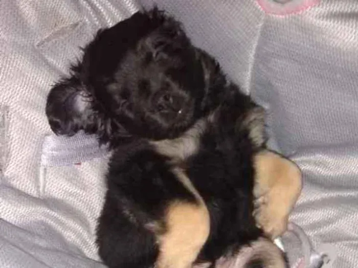Cachorro ra a Mini cocker misturado com shih idade 2 a 6 meses nome Scooby