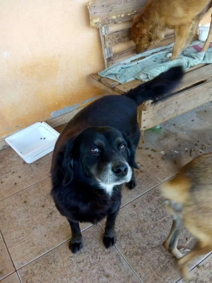 Cachorro ra a SRD idade 5 anos nome Sid