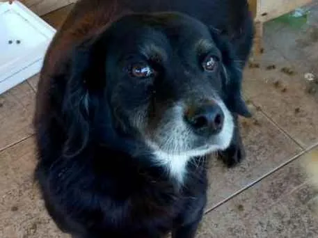 Cachorro ra a SRD idade 5 anos nome Sid