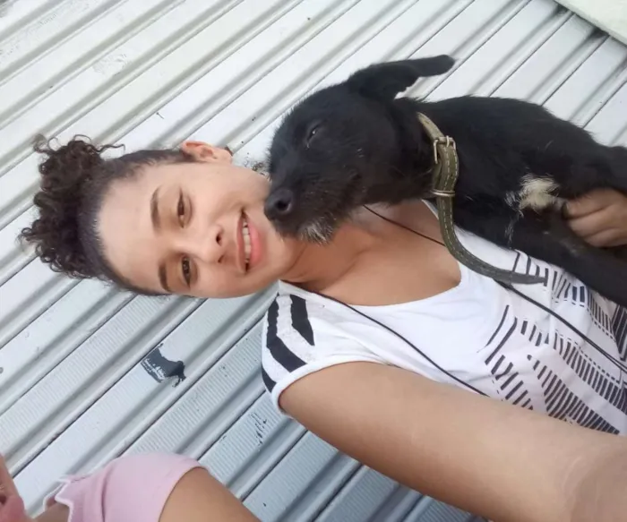 Cachorro ra a  idade 2 a 6 meses nome Spayki