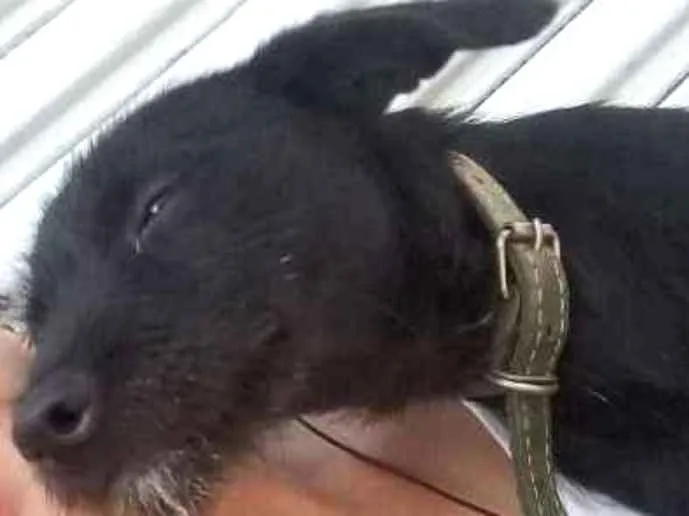Cachorro ra a  idade 2 a 6 meses nome Spayki