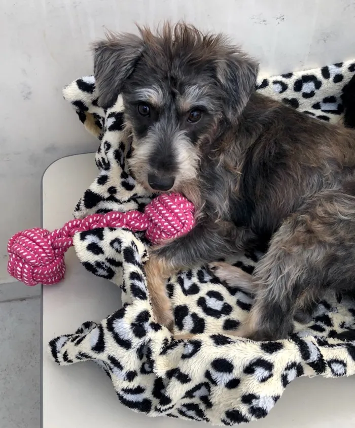 Cachorro ra a Srd idade 7 a 11 meses nome Luna