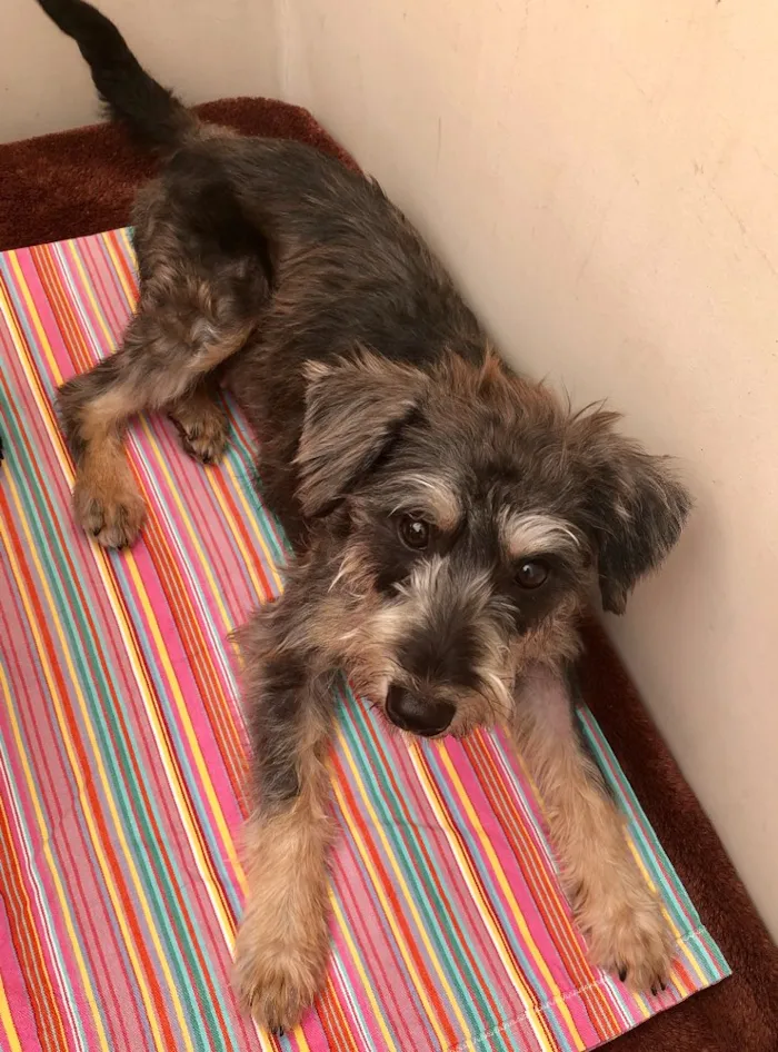 Cachorro ra a Srd idade 7 a 11 meses nome Luna