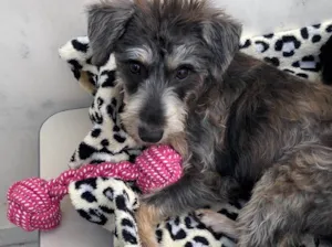 Cachorro raça Srd idade 7 a 11 meses nome Luna
