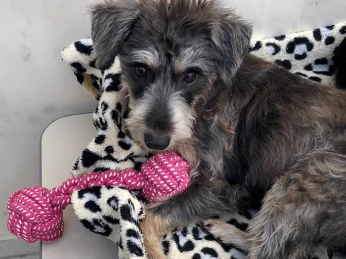 Cachorro ra a Srd idade 7 a 11 meses nome Luna