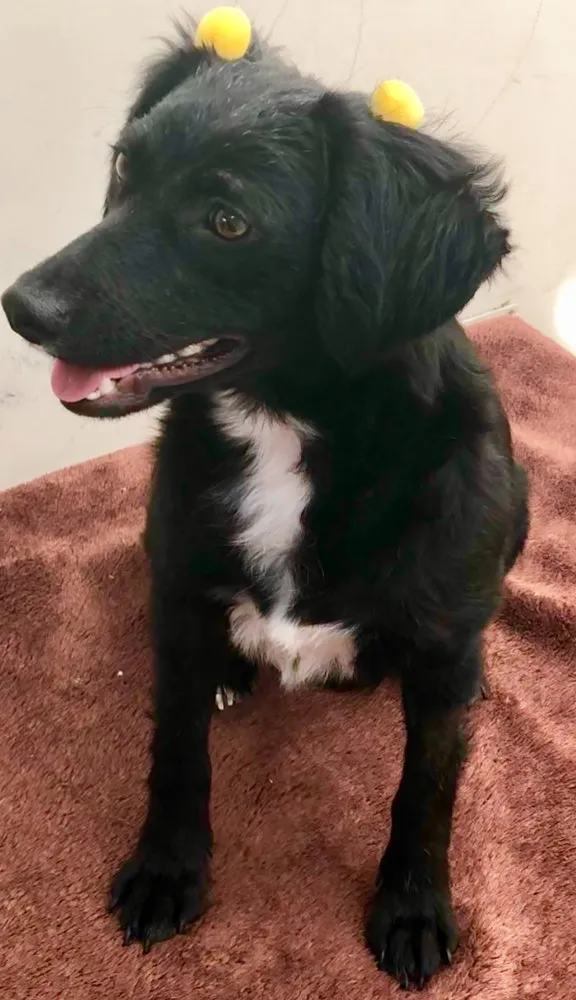 Cachorro ra a Srd idade 7 a 11 meses nome Pérola 