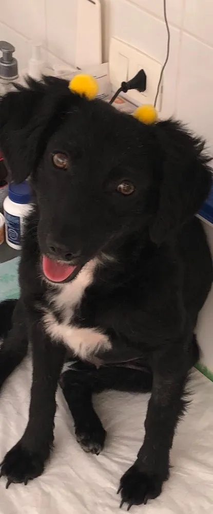 Cachorro ra a Srd idade 7 a 11 meses nome Pérola 