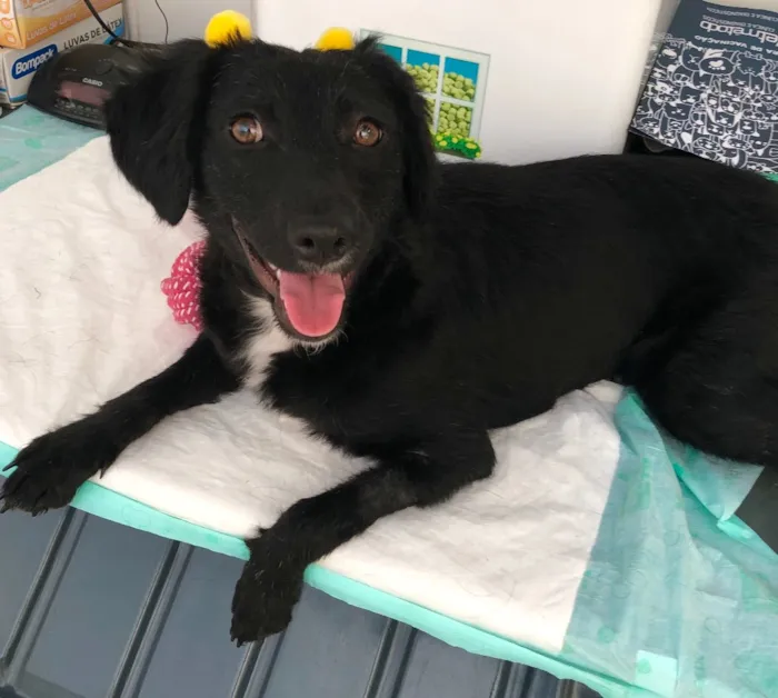 Cachorro ra a Srd idade 7 a 11 meses nome Pérola 