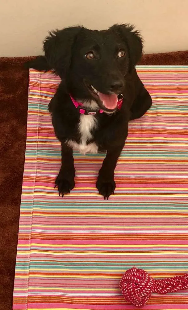 Cachorro ra a Srd idade 7 a 11 meses nome Pérola 