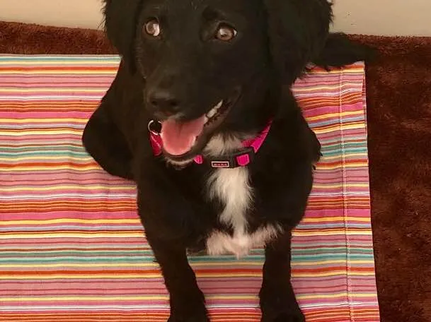 Cachorro ra a Srd idade 7 a 11 meses nome Pérola 
