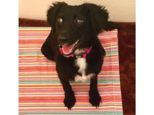 Cachorro raça Srd idade 7 a 11 meses nome Pérola 