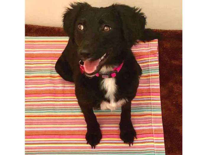 Cachorro ra a Srd idade 7 a 11 meses nome Pérola 