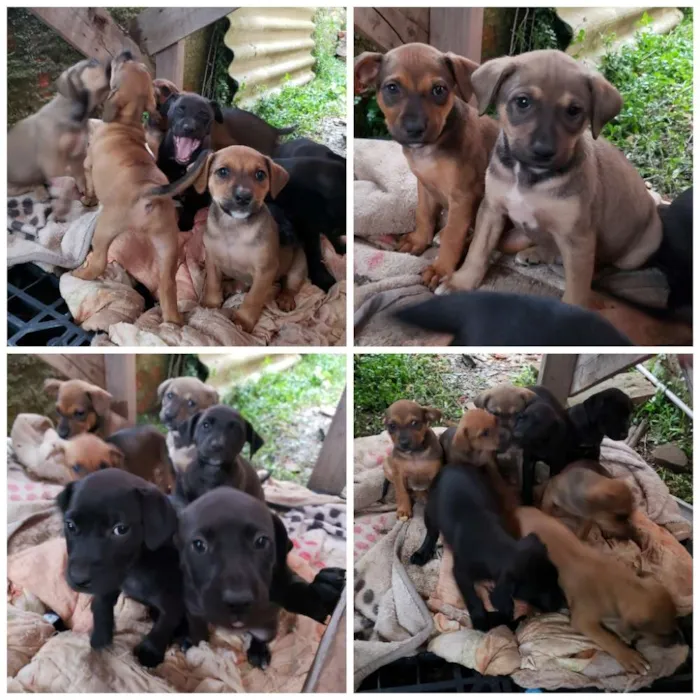 Cachorro ra a Pitbull com vira lata idade Abaixo de 2 meses nome Filhotes