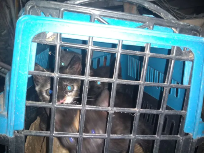 Gato ra a Vira lata idade Abaixo de 2 meses nome Gatos