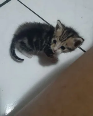 Gato raça Siamês  idade Abaixo de 2 meses nome Mil