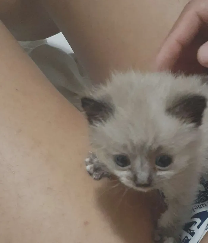 Gato raça Siamês  idade Abaixo de 2 meses nome Mil