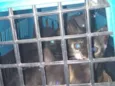 Gatos