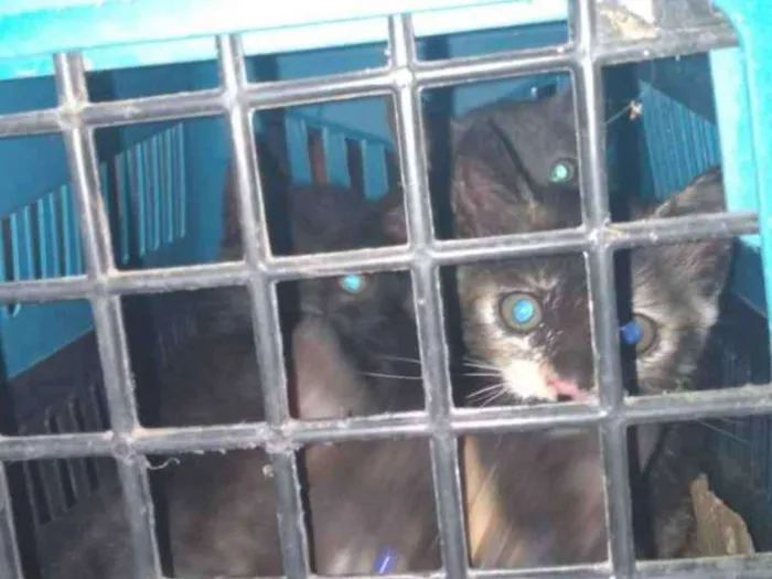 Gato ra a Vira lata idade Abaixo de 2 meses nome Gatos