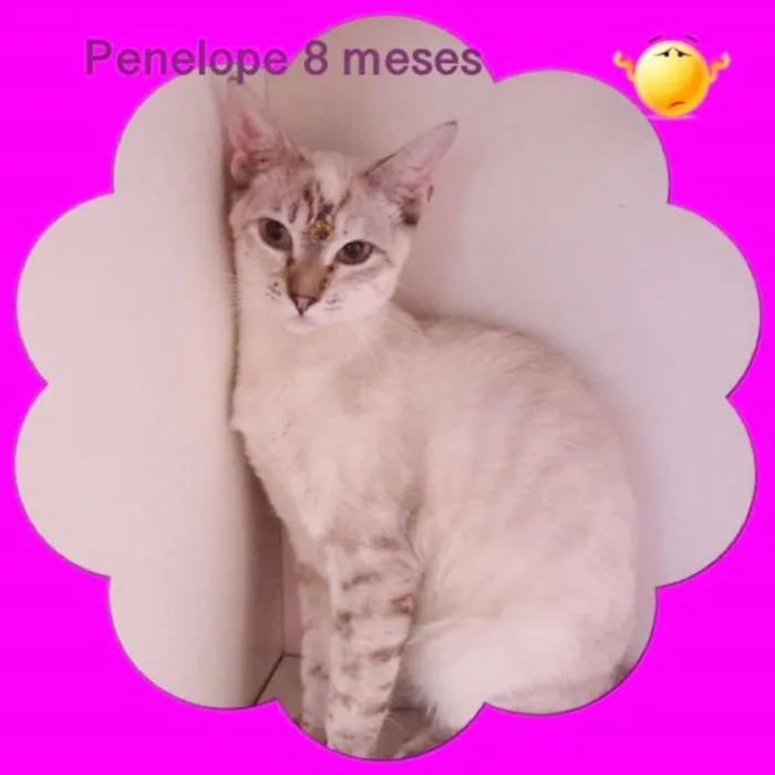 Gato ra a srd idade 7 a 11 meses nome Penelope